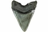 Fossil Megalodon Tooth - South Carolina #208560-1